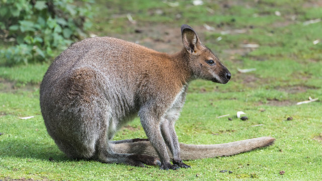   Big kangaroo standing on the grass 