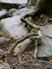 Fototapeta na wymiar Baumwurzeln über Steinen