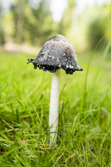 shaggy ink cap mushroom