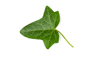 Green leaf