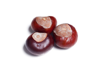 chestnut on a white background