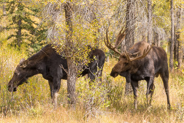Bull and Cow Moose in the Fall Rut