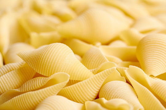 Giant pasta shells (Conchiglie)