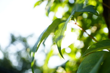 Frische Blätter im Sonnenschein