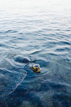 Sea Turtle