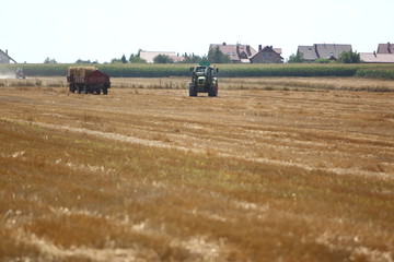 Working in the field, gathering straw after the harvest.