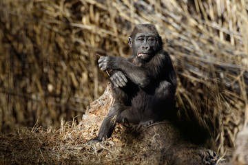 A Young Gorilla Sitting Quietly