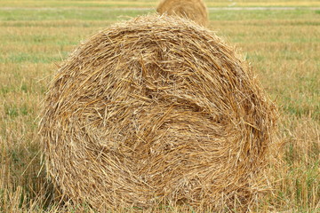 Each blade was a support for seeds that can be called corn.
