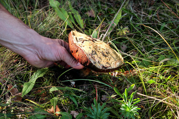 Hand is picking mushrooms. Hand of a man holding a mushroom. Mushroom picking in a forest during the autumn, in nature, natural. Russula emetica, mushroom with orange cap, toadstools, brown mushroom.