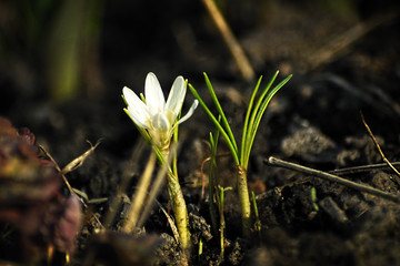 beautiful crocus. garden.