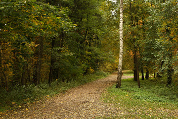 Small forest road.