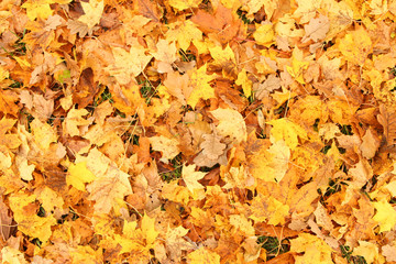 Yellow leaves on ground in autumn, october.