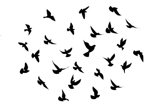 birds flying 