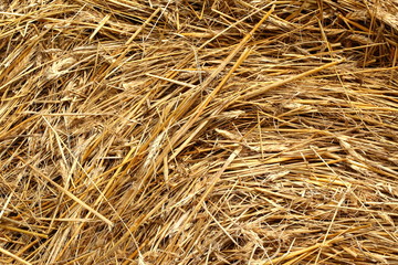 Each blade was a support for seeds that can be called corn.

