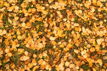 Leaves background on grass in near forest.