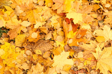 Beautiful leaves on the ground in autumn.