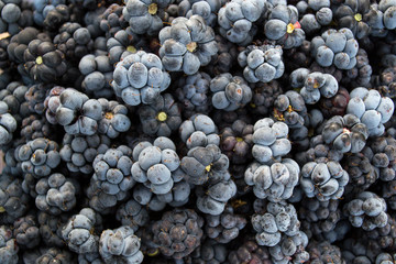 Texture with dewberry