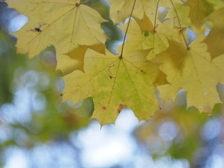 liście © Jakub Kwietniak