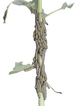 Caterpillars of the Large cabbage white butterfly. Pieris brassicae.