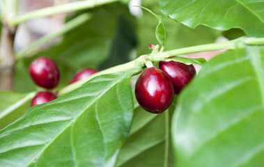 Kaffeepflanze mit reifen, roten Kaffeekirschen, Coffea arabica, Rubiaceae, Robusta