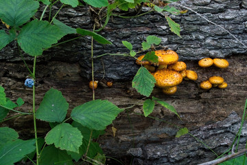 Mushrooms on the tree trunk in the forest with dewberry leaves
