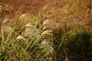 pampas grass