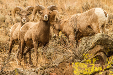 Obraz premium Bighorn Rams Establishing Dominance