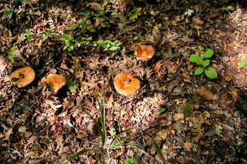 Picking mushrooms. Mushroom picking in a forest during the autumn in nature. An inedible mushroom growing. The sickener, russula emetica, mushroom with orange cap, toadstools, brown mushroom, boletus.