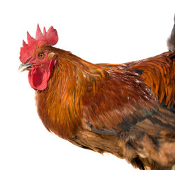 Red brown rooster isolated on white background