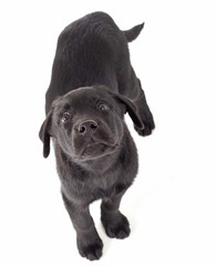 black labrador puppy looking up at camera