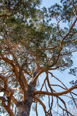 branches of pine tree