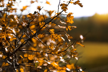 Yellow leaves in autumn outdoors with sunlight