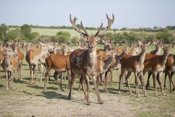 stag at the front of herd