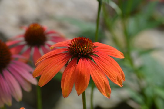 Coneflower in the garden