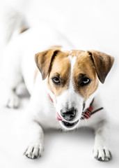 A close-up portrait of a cute small dog Jack Russell Terrier lying with tongue out and looking into camera on white background