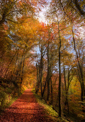 Autumn forest with light rays and red, golden leaves