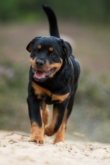 Fototapeta premium Rottweiler Welpe