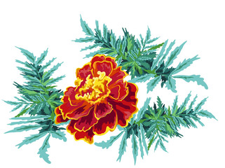 flower marigold vector illustration of a marigold flower and leaves bright festive for congratulations on a white background