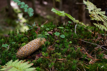 pictures of old forest in mountains,autumn or summer time 
