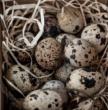 Quail eggs