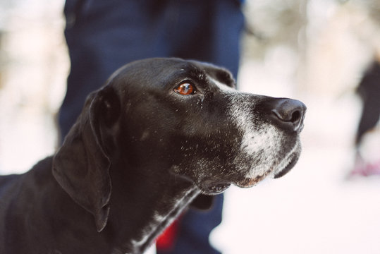 Dog portrait