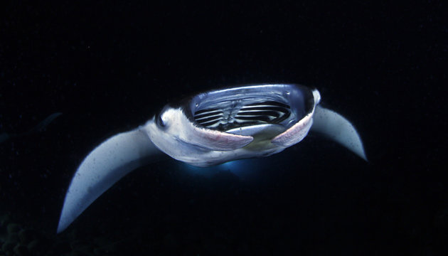 Manta ray at night