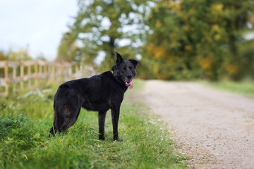 Naklejka na ściany i meble beautiful black mixed breed dog standing outdoors