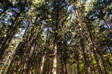 Obraz premium Teutoburger Wald Bielefeld