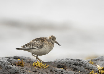Rock Sandpiper (Calidris ptilocnemis)