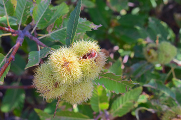 Maronen, Edelkastanie