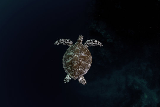 Sea turtle