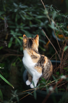 Rear sight of tabby cat sitting in pot in garden