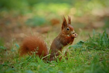 Naklejka na ściany i meble Fluffy orange squirrel holding and eating a sunflower seed sitting in green grass