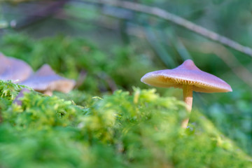 Mushrooms in forest. A slightly purple mushroom in the woods of the Black Forest at sunset.